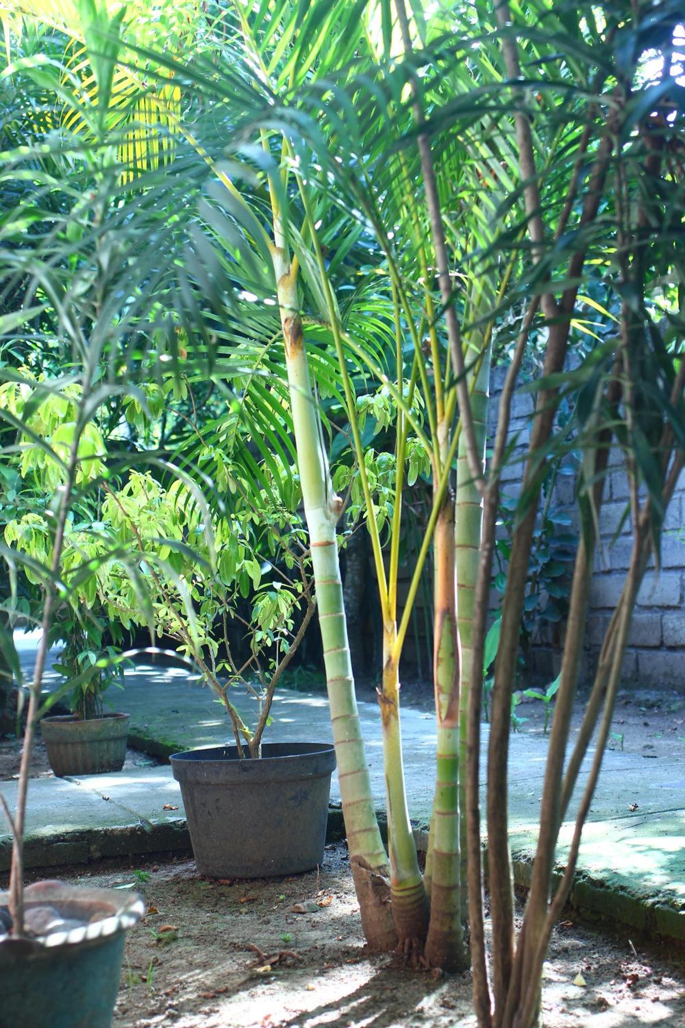 Three V Homestay Kuta  Luaran gambar
